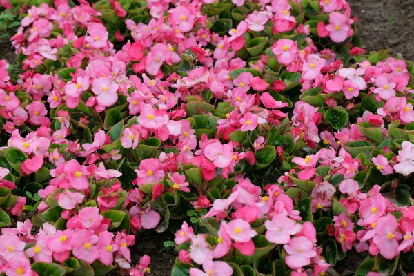 Transformez votre grenier en un espace de rangement intelligent avec des étagères fixes : astuces pour optimiser ce coin inexploré !